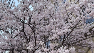 Thumbnail of post image 121